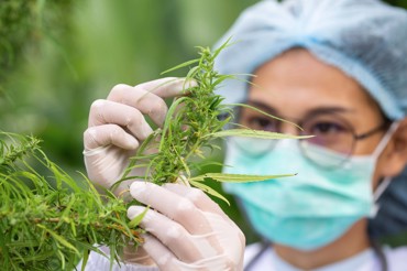 Medicinsk Cannabis - NIRAS