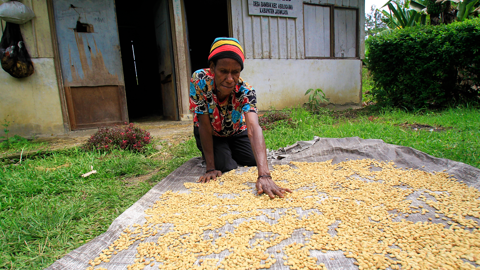 Climate Smart Agriculture Insights Blog Coffee Woman And Drying Bean .Jayawijaya Papua(2)
