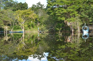 brazil forest