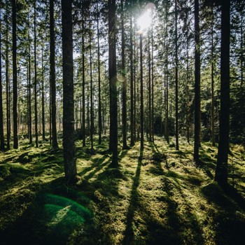 Forests People And Biodiversity