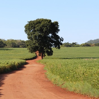 Soy Field Brazil