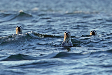 Seals