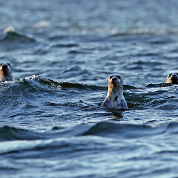 Seals