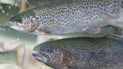 Salmonbehindglass