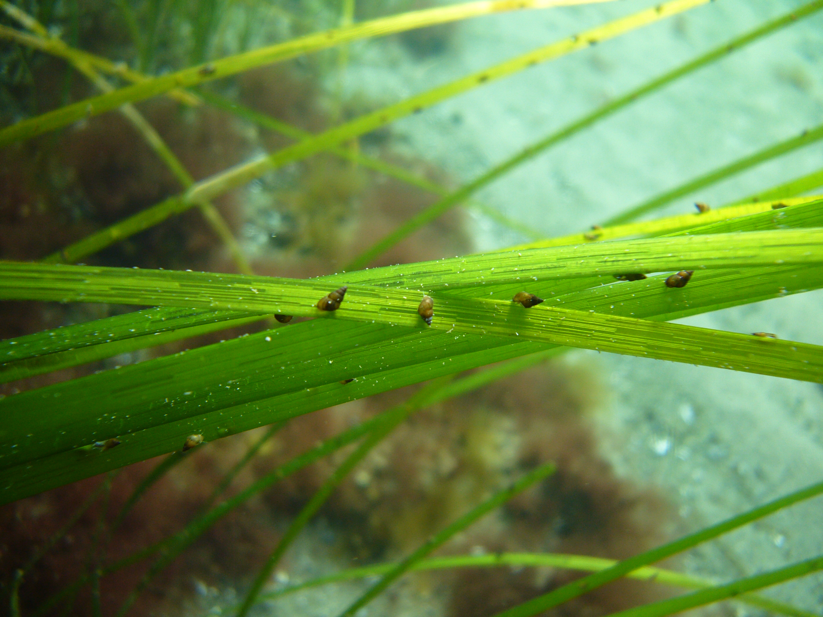 Kustmiljö Ålgräs Tusensnäckor