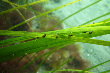 Kustmiljö Ålgräs Tusensnäckor