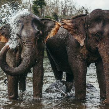 Asian Elephants (1)
