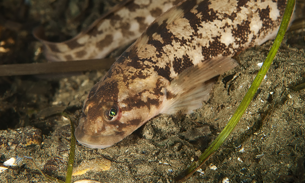 Mijögifter Fisk Tånglake Beskärd