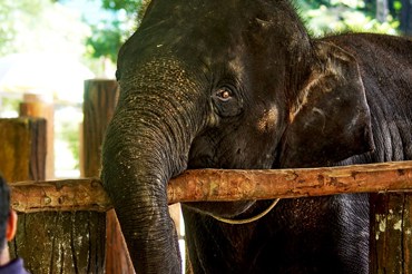 elephant