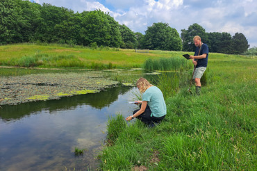 Biologer fra Furesø Kommune og NIRAS undersøger et regnvandsbassin i Sydlejren på Flyvestation Værløse.