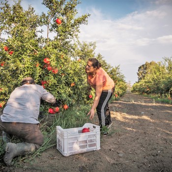 Two people picking pomegranate 