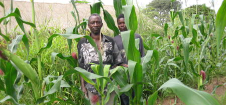 Maize Zambia NS 05294