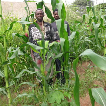 Maize Zambia NS 05294