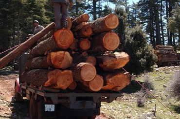 wood