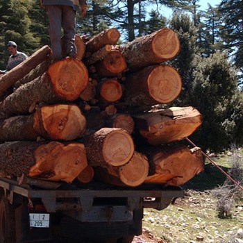 wood