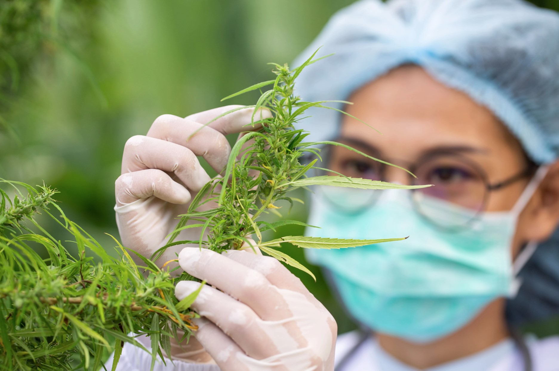 Medisinsk Cannabis