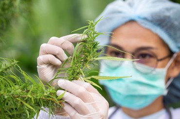 Medisinsk Cannabis