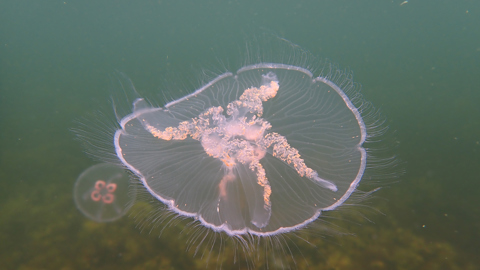 Djurplankton Öronmanet Mindre