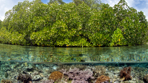 11 Detailed Assessment And A Feasibility Study For A Project To Enhance Gender 11 Equality Through Blue Carbon Ecosystem Protection In Indonesia