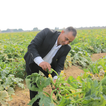 No1 Farmer Abdou Showing Courgette Plants Under Modern Irrigation