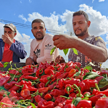 Visite De Terrain Municipalité De Sisseb Dhriaat 2