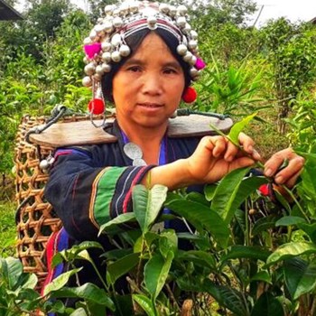 The Agro-Biodiversity Initiative, Laos