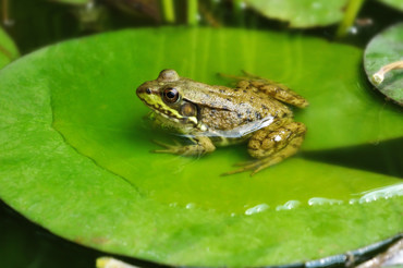 box image