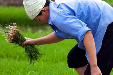 Agriculture Sector Policy Support, Cambodia