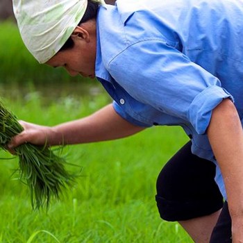 Agriculture Sector Policy Support, Cambodia