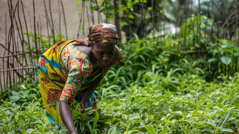 Commercial Agriculture for Smallholders and Agribusiness (CASA) programme 1