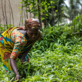 Commercial Agriculture for Smallholders and Agribusiness (CASA) programme 1