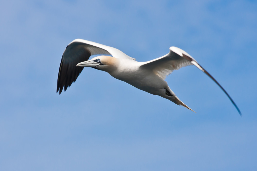 Gannet