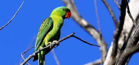 Blue Naped Parrot
