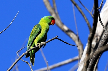 Blue Naped Parrot