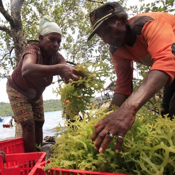 Harvesting Seaweed (4)