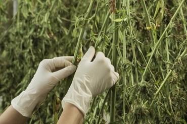 Terre Di Cannabis