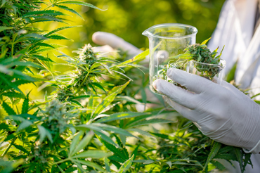 Istock 1050807206 Cannabis Medium