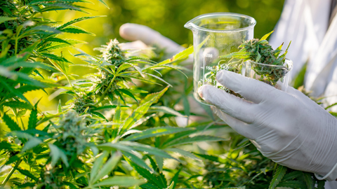 Istock 1050807206 Cannabis Medium